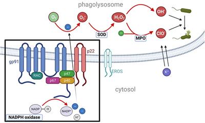 Clinical presentation, diagnosis, and treatment of chronic granulomatous disease